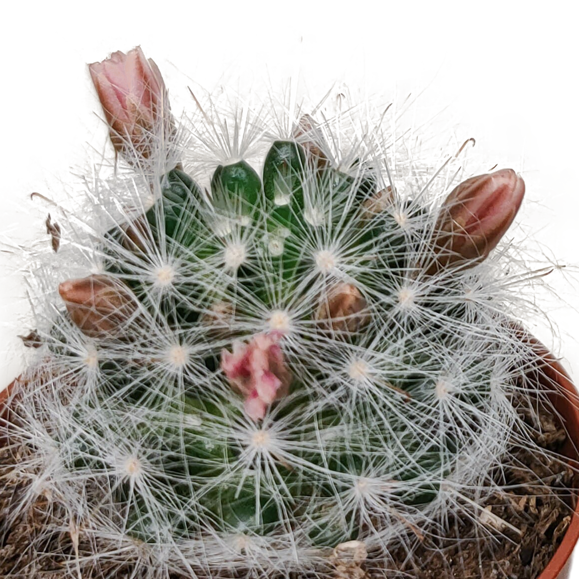 Mélange pour cactus 5,5 cm - floraison sans pot - 5x