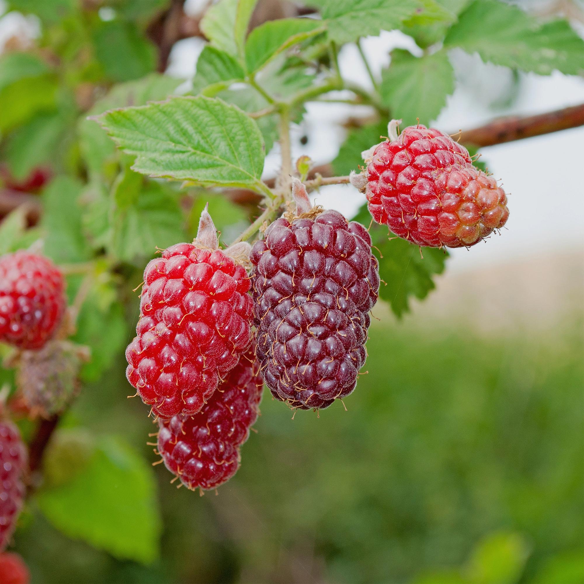 Taybes - Rubus Tayberry  - Rode Vrucht - 2 planten -  Pot 11cm Hoogte 40cm