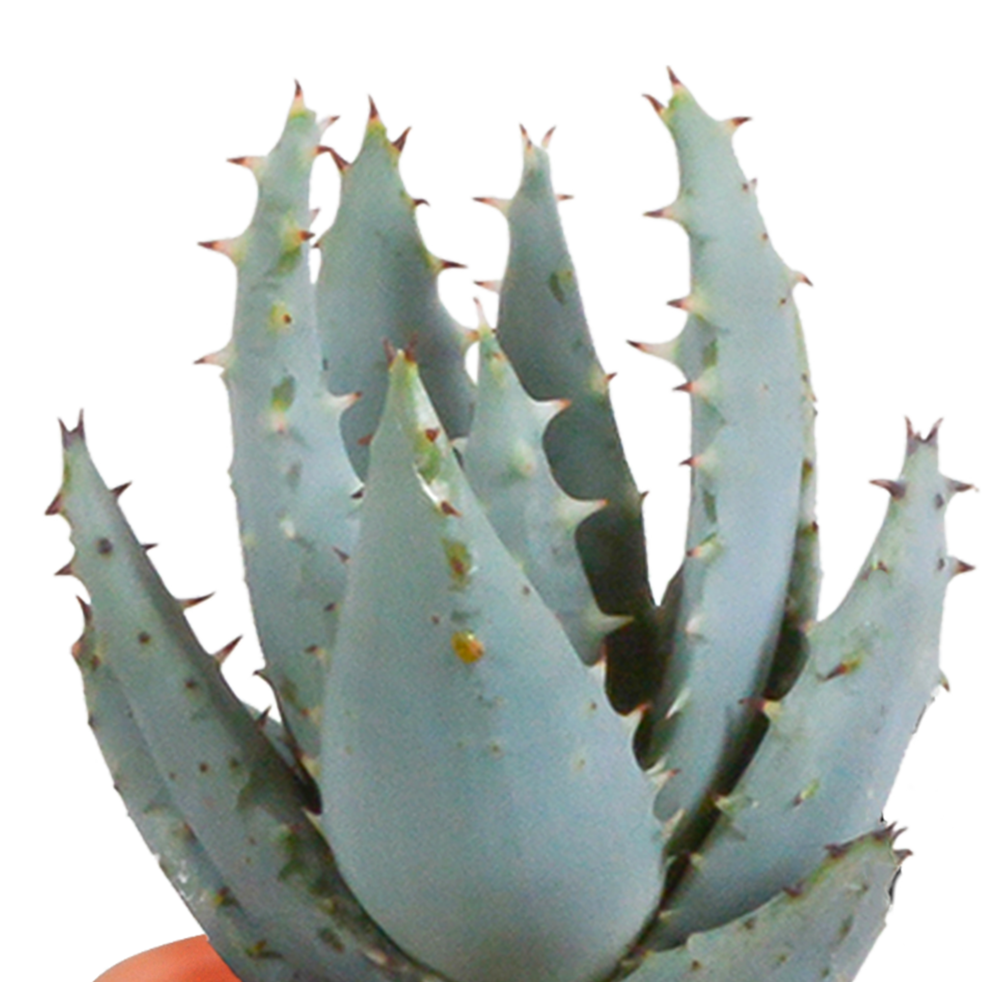 Mix di cactus e piante grasse 5,5 cm | 15 pezzi - in vaso messicano