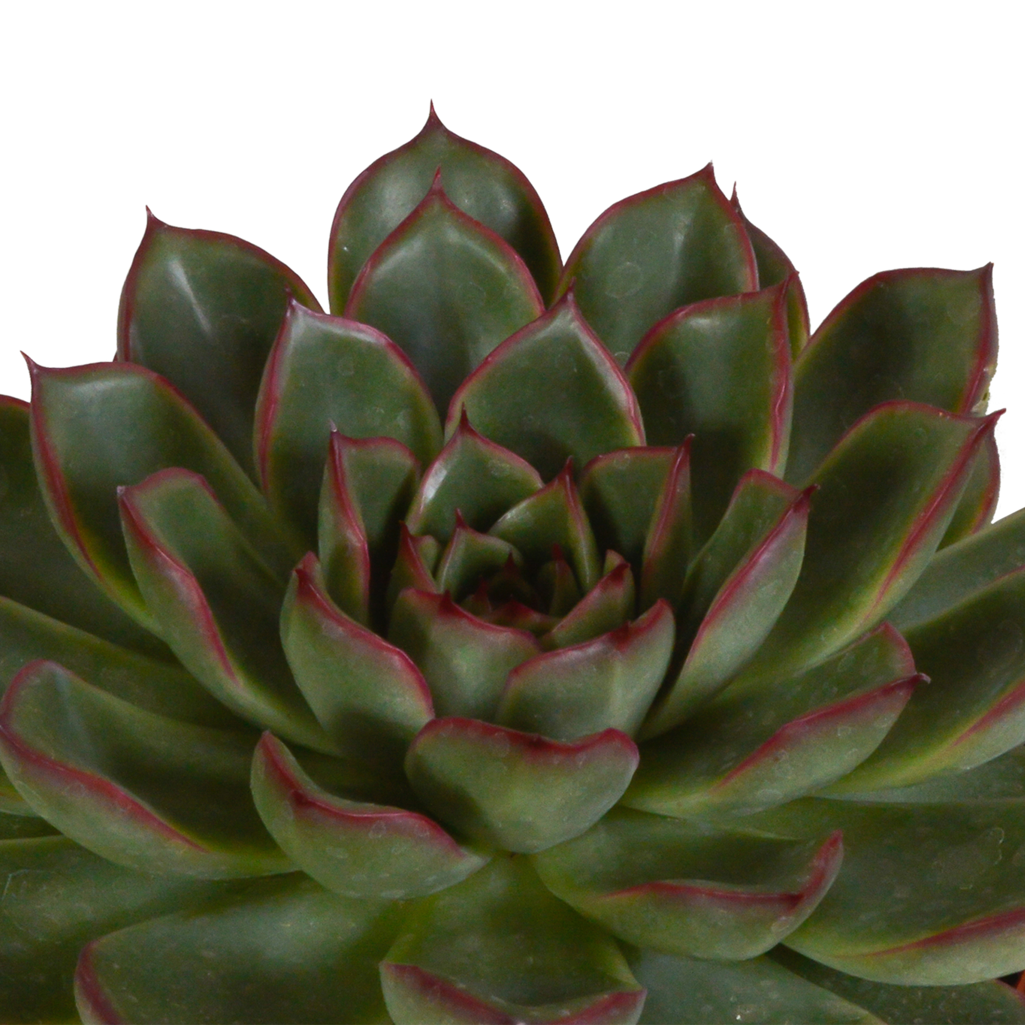 Echeveria mix 10.5 cm - 3x - in witte pot