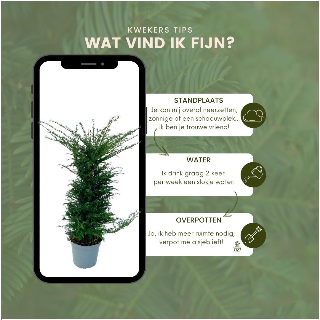 Große Eiben für eine 10 Meter hohe Hecke | - 12L - 20 x | ↨ 100-125 cm