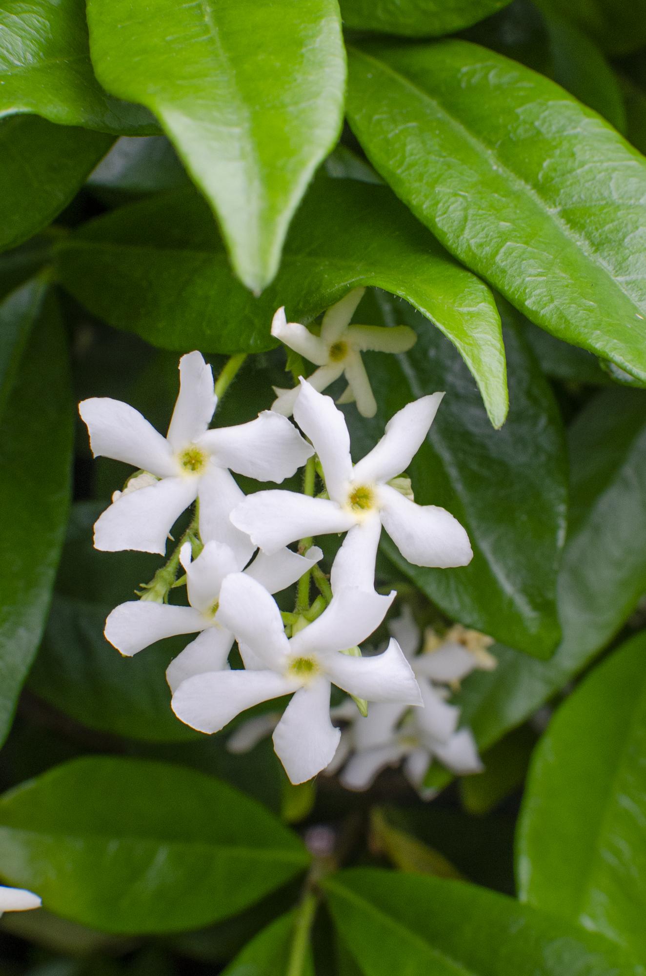 2x - Trachelospermum 'Stella di Venezia' - ↨65cm - Ø15