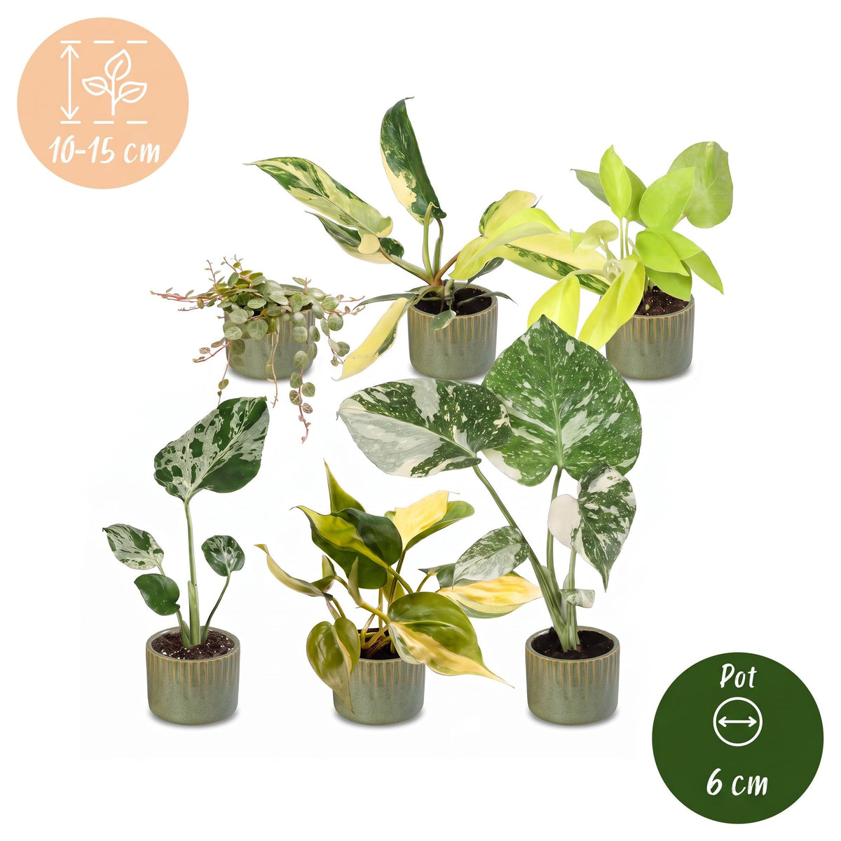Baby Planten Tropical Mix - Diversen 6x - Tropisch - incl. Linnea Olive - Ø6cm - ↕10-15cm