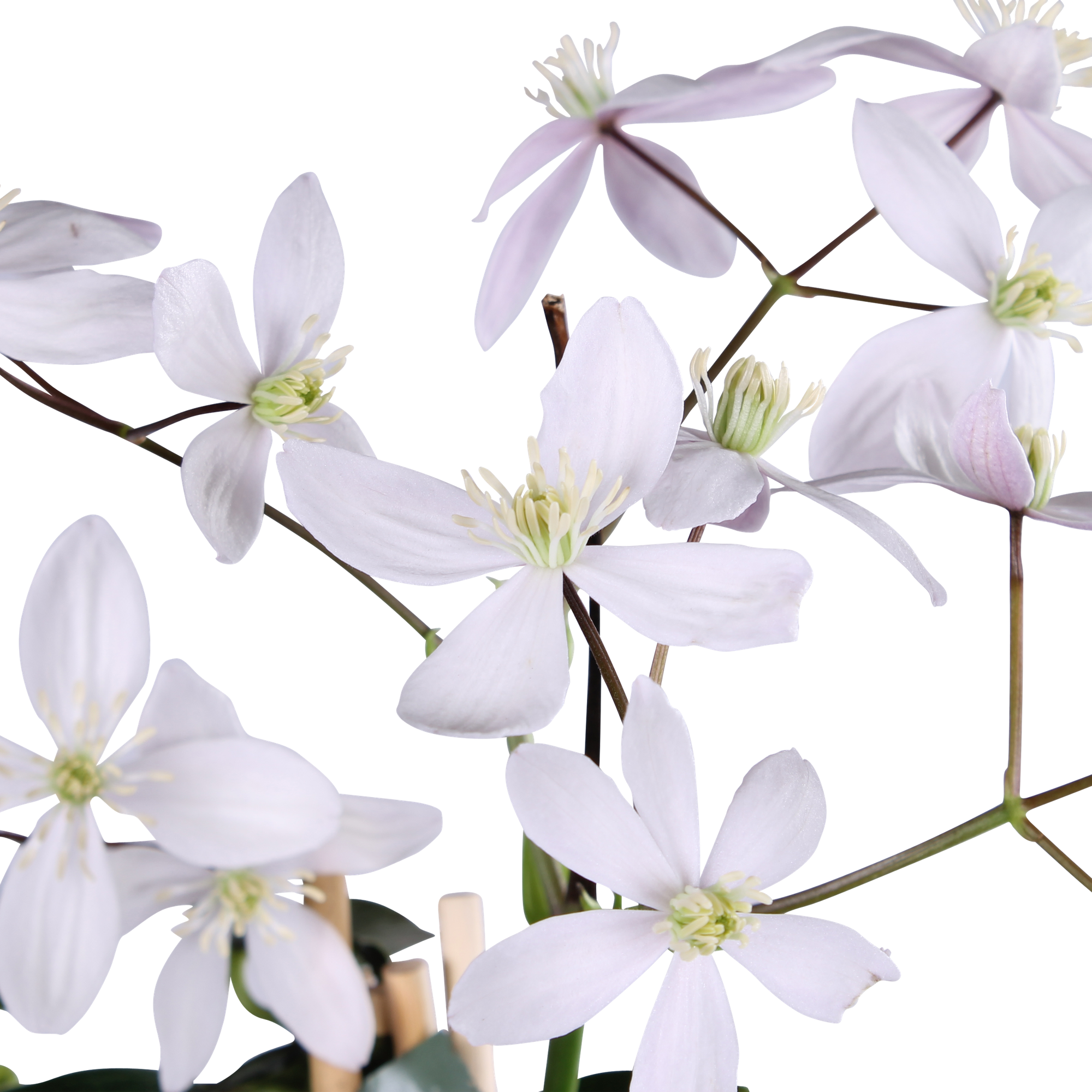 Clematis armandii 'Apple Blossom' – Immergrüne Waldrebe, hellrosa – Ø 15 cm – ↕ 65 cm