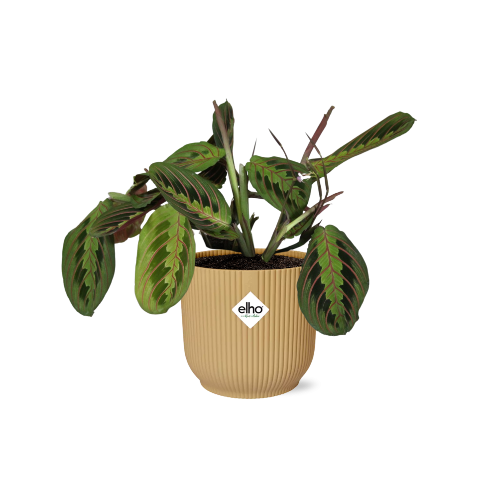 Maranta Leuconeura 'Fascinator' Tricolor in ELHO Vibes Fold 14cm yellow