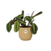Maranta Leuconeura 'Fascinator' Tricolor in ELHO Vibes Fold 14cm yellow