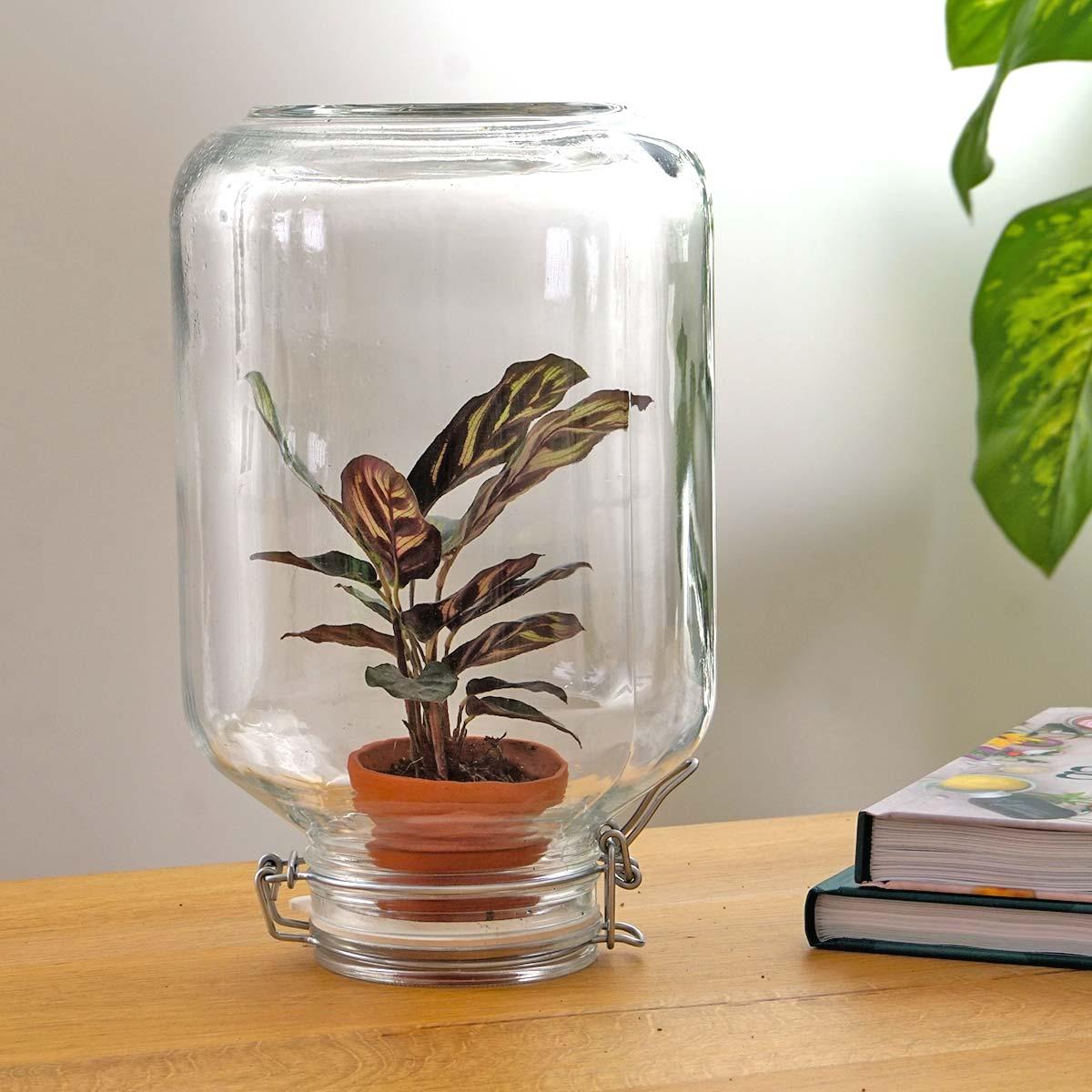 Easyplant - Calathea makoyana - Mini-ecosistema