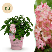 Hydrangea panniculata Groundbreaker Blush - Pluimhortensia - Winterhard - Roze - 8 Planten - Pot 14cm -Hoogte 20-25cm