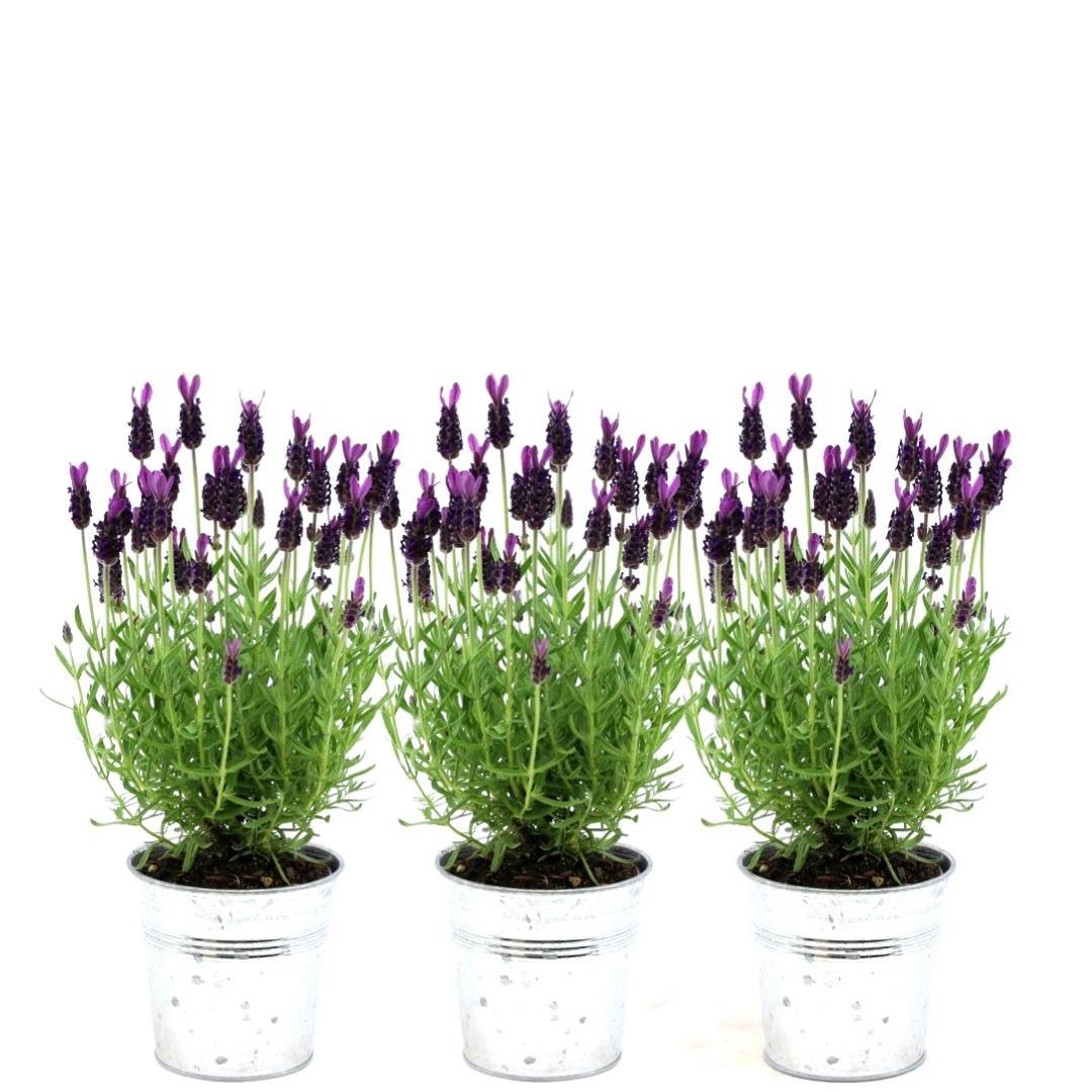 Plants by Frank – Lavandula stoechas Anouk® im dekorativen Topf „Old Look“ – 13 cm Topf – 3er-Set französischer Lavendel im dekorativen Topf