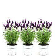 Plants by Frank – Lavandula stoechas Anouk® im dekorativen Topf „Old Look“ – 13 cm Topf – 3er-Set französischer Lavendel im dekorativen Topf