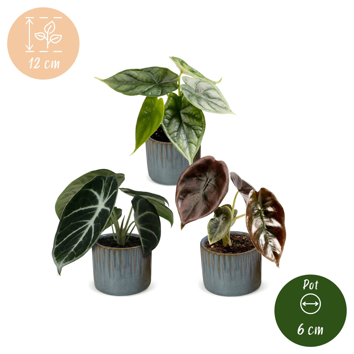 Baby Alocasia Tricolour 3x - Rood - Groen - Zwart - Tropisch - incl. Linnea Misty Blue - Ø6cm - ↕12cm