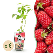 Framboos - Rubus idaeus Heritage - Winterhard - 6 Planten - Pot 9 cm - Rode Framboos