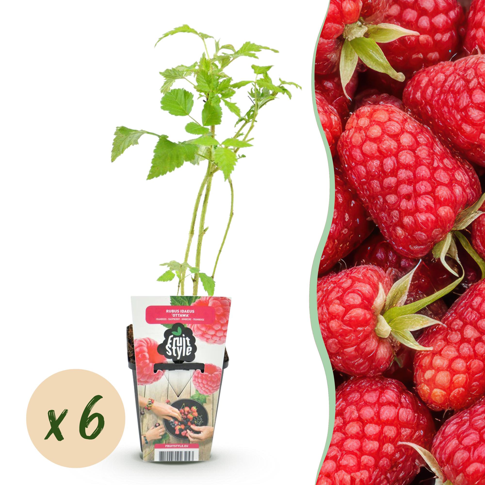 Framboos - Rubus idaeus Heritage - Winterhard - 6 Planten - Pot 9 cm - Rode Framboos