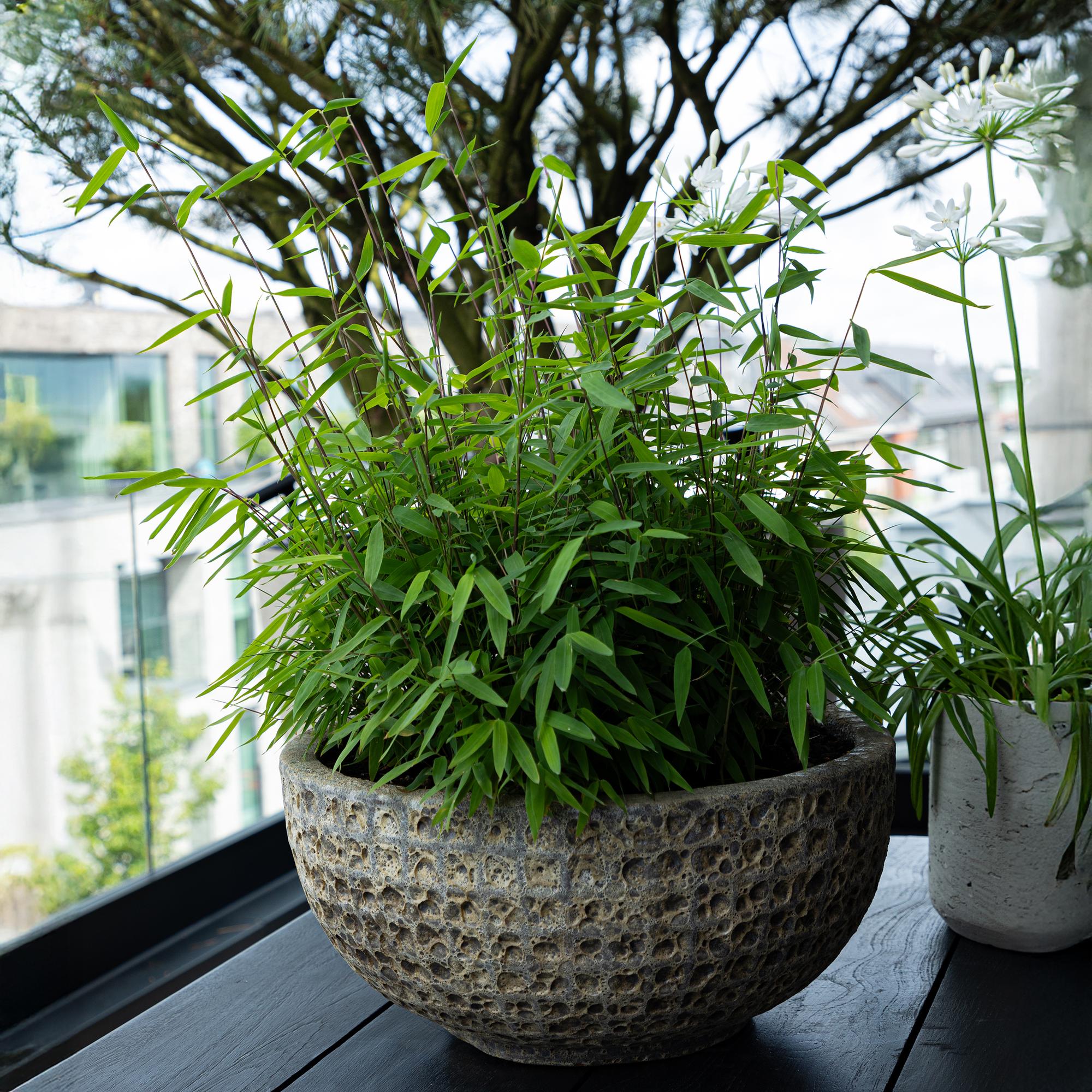 Fargesia Rufa - Niet Woekerende Bamboe - Bladhoudend - Groen - 1 Plant - Pot 17 cm - Hoogte 60 cm