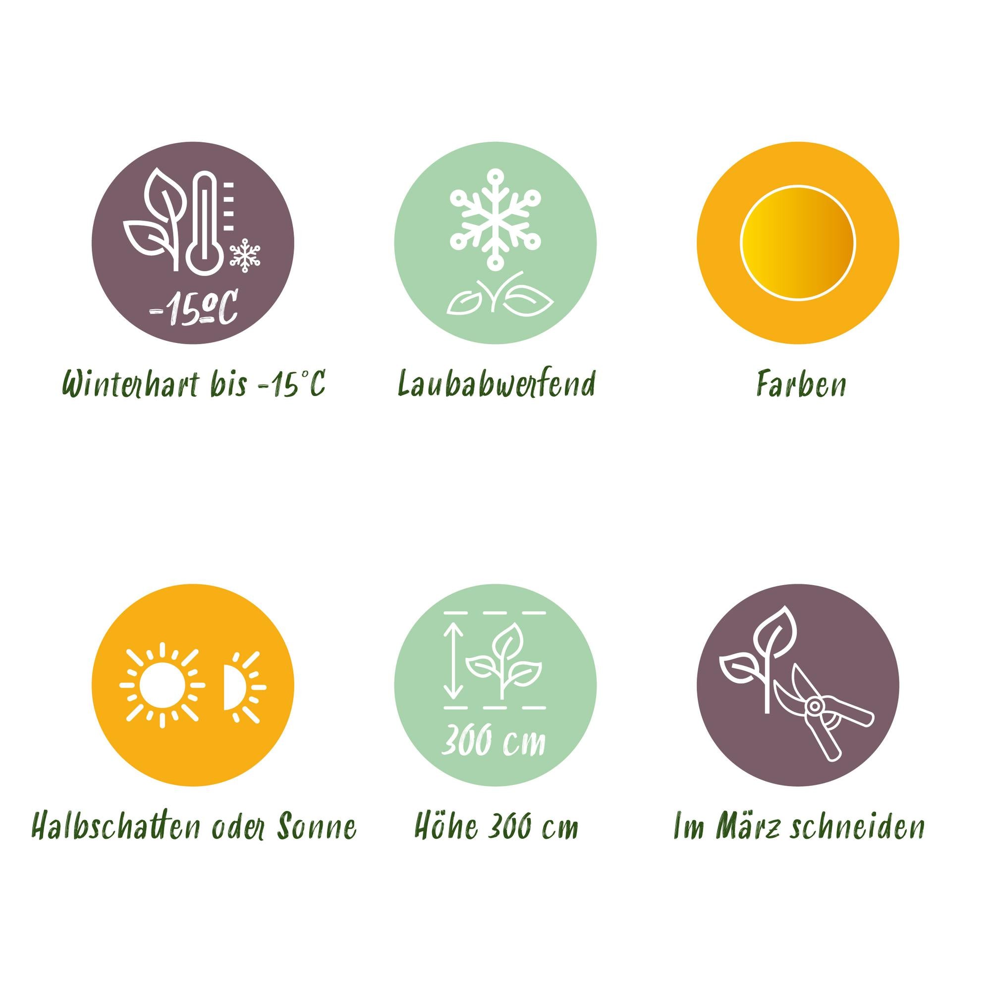 Green boutiQ - Pianta da patio - Acero giapponese - Acer palmatum Summergold - Giallo - 2 piante - Decidua - Vaso 19 cm Altezza 70 cm