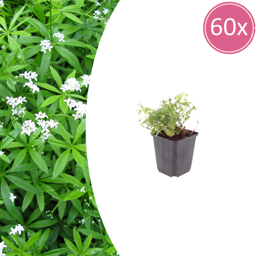 60x Galium odoratum - ↕10-25cm - Ø9cm