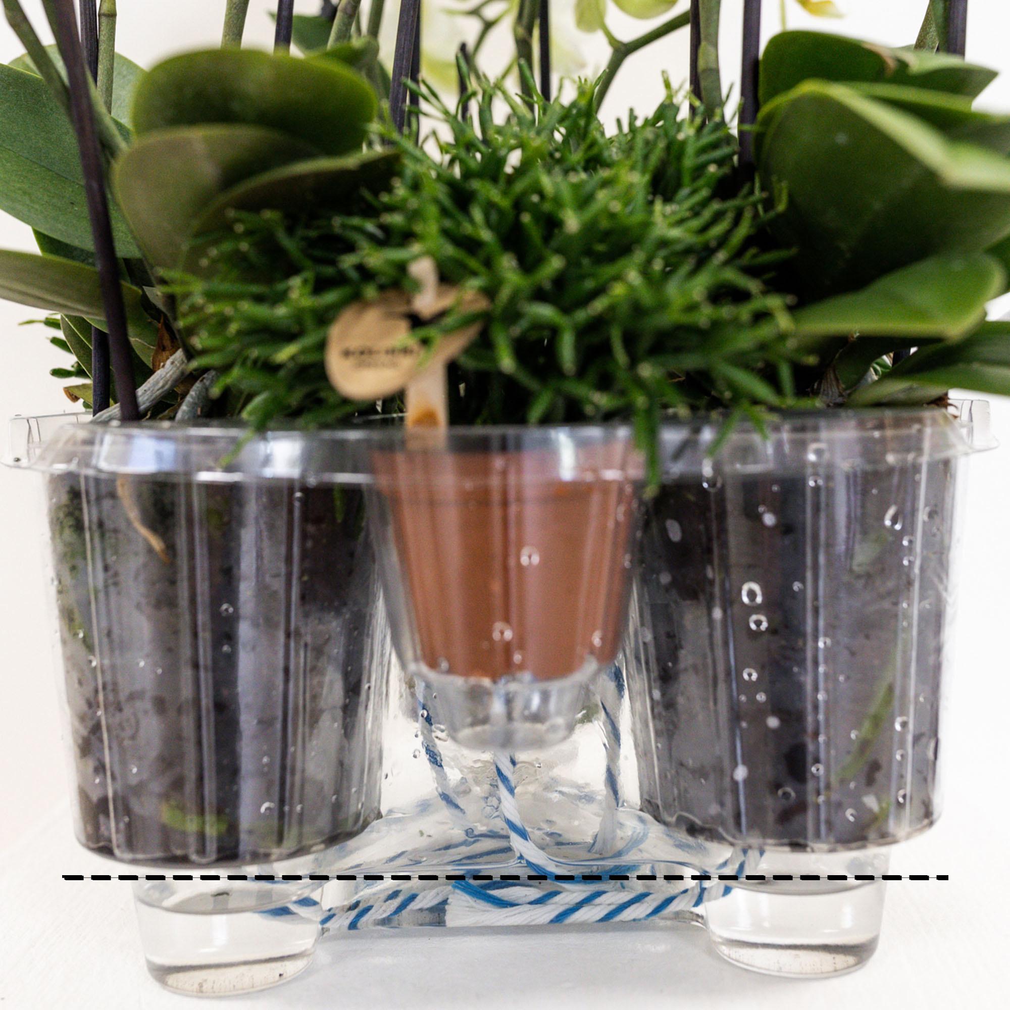 Kolibri Orchids | witte plantenset in Cotton Basket incl. waterreservoir | drie witte orchideeën Lausanne 9cm en drie groene planten | Jungle Bouquet wit met zelfvoorzienend waterreservoir