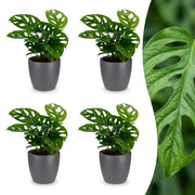 Monstera Adansonii - Rhaphidophora Tetrasperma - 4x - met Potter Grijs - Pot 12cm - Hoogte 25cm