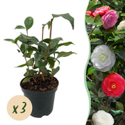 Green boutiQ – Sträucher – Kamelie (Camelia japonica Tricolour) – Blüten: Rosa, Weiß und Rot – 3 Pflanzen – 1 m² – Immergrün – Topf: 15 cm, Höhe: 30 cm