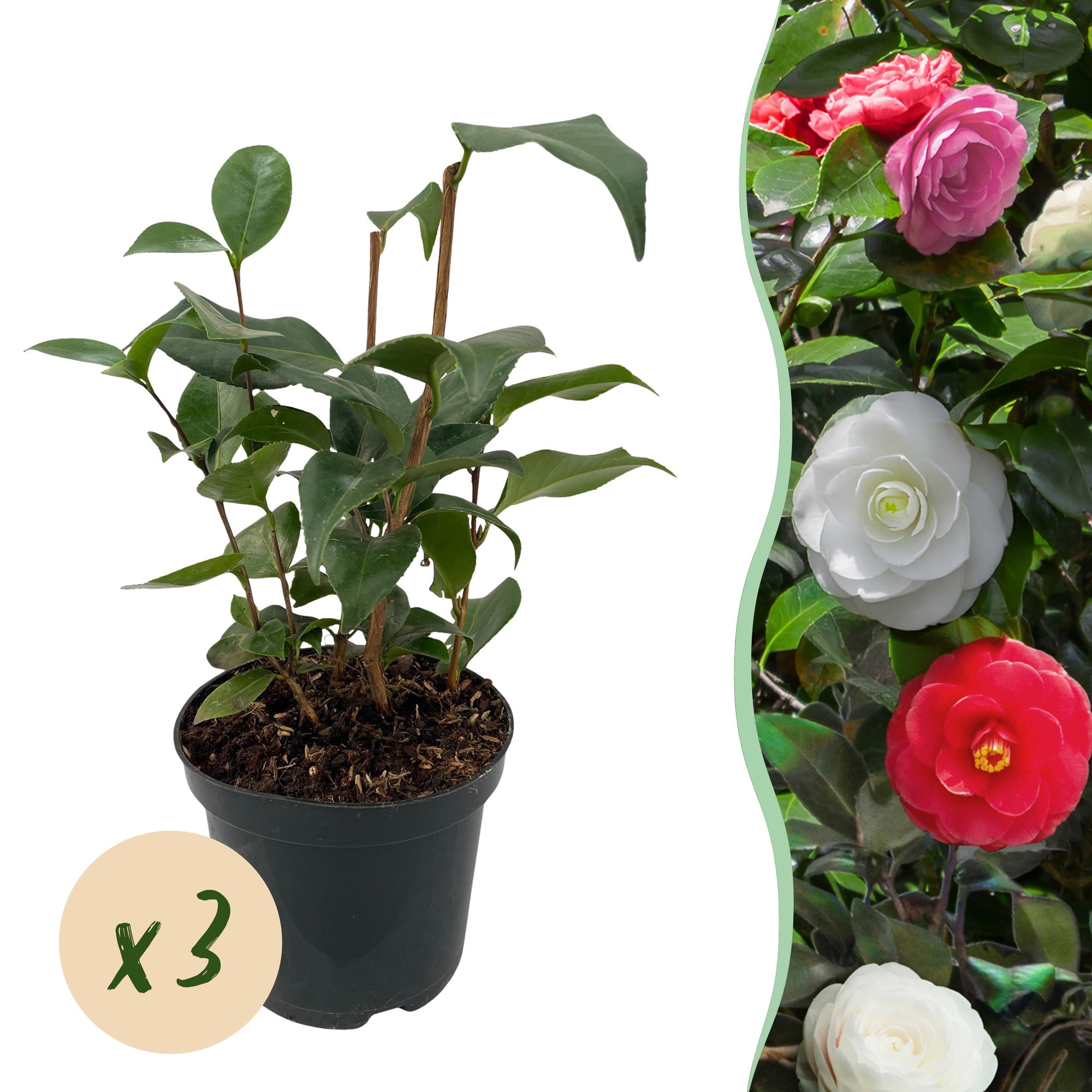 Green boutiQ – Sträucher – Kamelie (Camelia japonica Tricolour) – Blüten: Rosa, Weiß und Rot – 3 Pflanzen – 1 m² – Immergrün – Topf: 15 cm, Höhe: 30 cm
