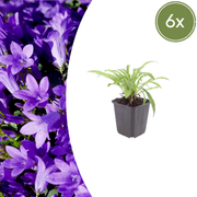 6x Campanula pers. 'Coerulea' - ↕10-25cm - Ø9cm
