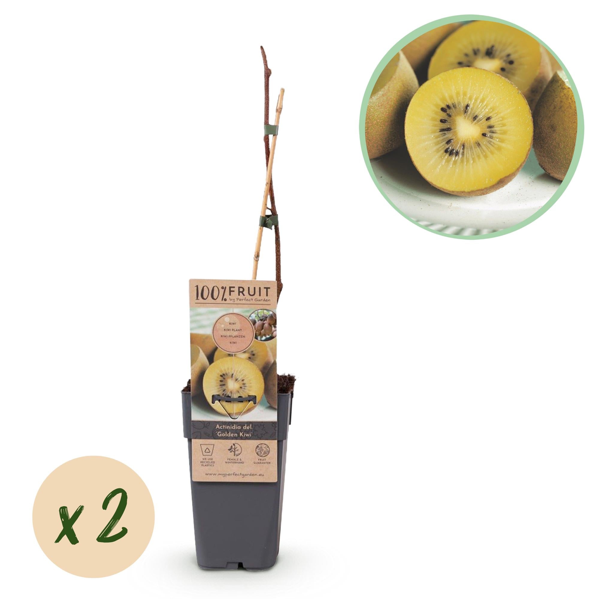 Green boutiQ - Pianta da frutto - Kiwi giallo - Actinidia deliciosa Kiwi dorato - Frutto giallo - 2 piante - Vaso 15 cm Altezza 50 cm