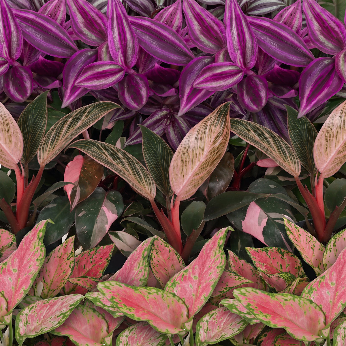 Baby Planten Paradise Mix - Diversen 3x - Tropisch - incl. Linnea Olive - Ø6cm - ↕10-15cm