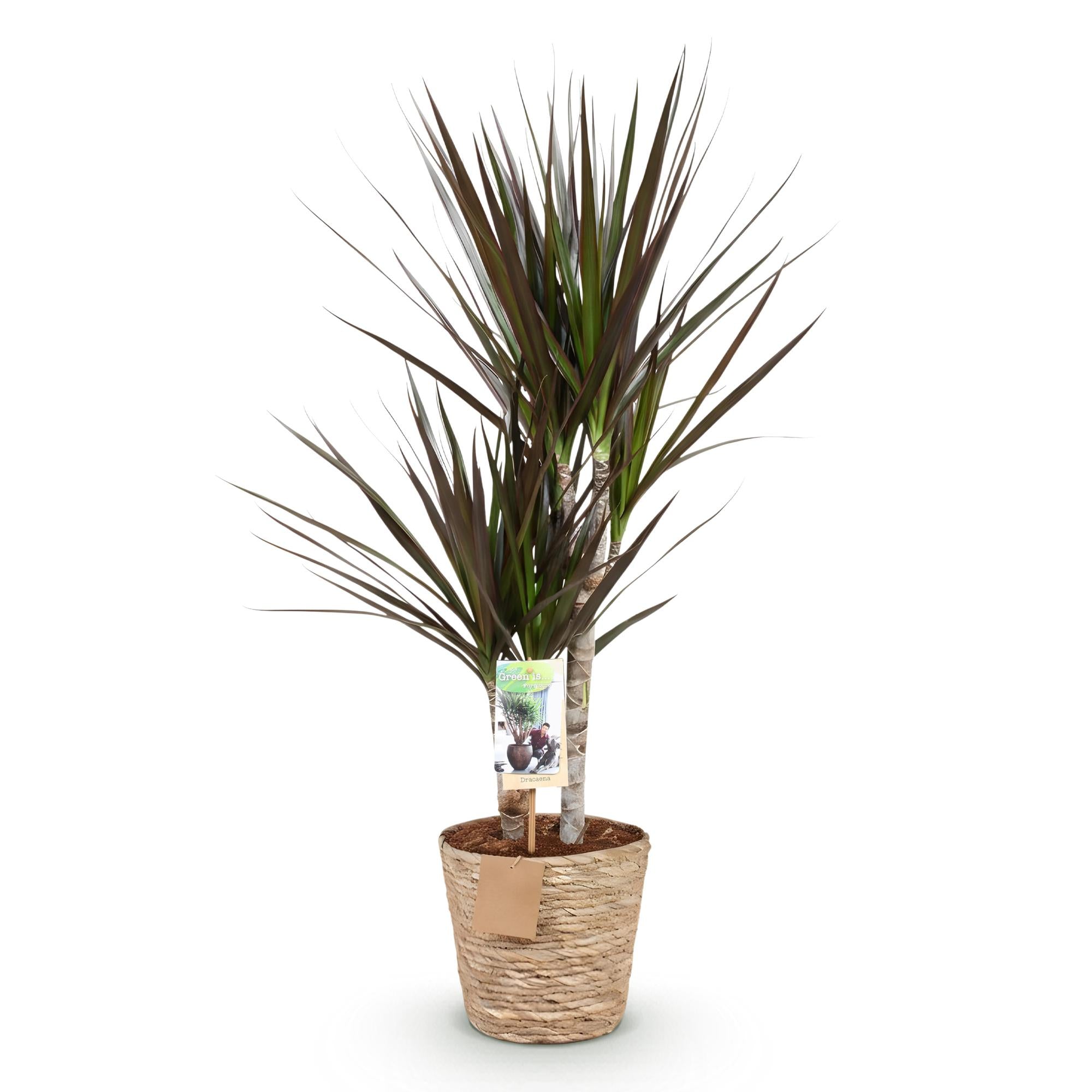 Dracaena Magenta - Drakenbloedboom - Weinig onderhoud - met mand - Groen - 1 Plant - Pot 17cm - Hoogte 70-80cm