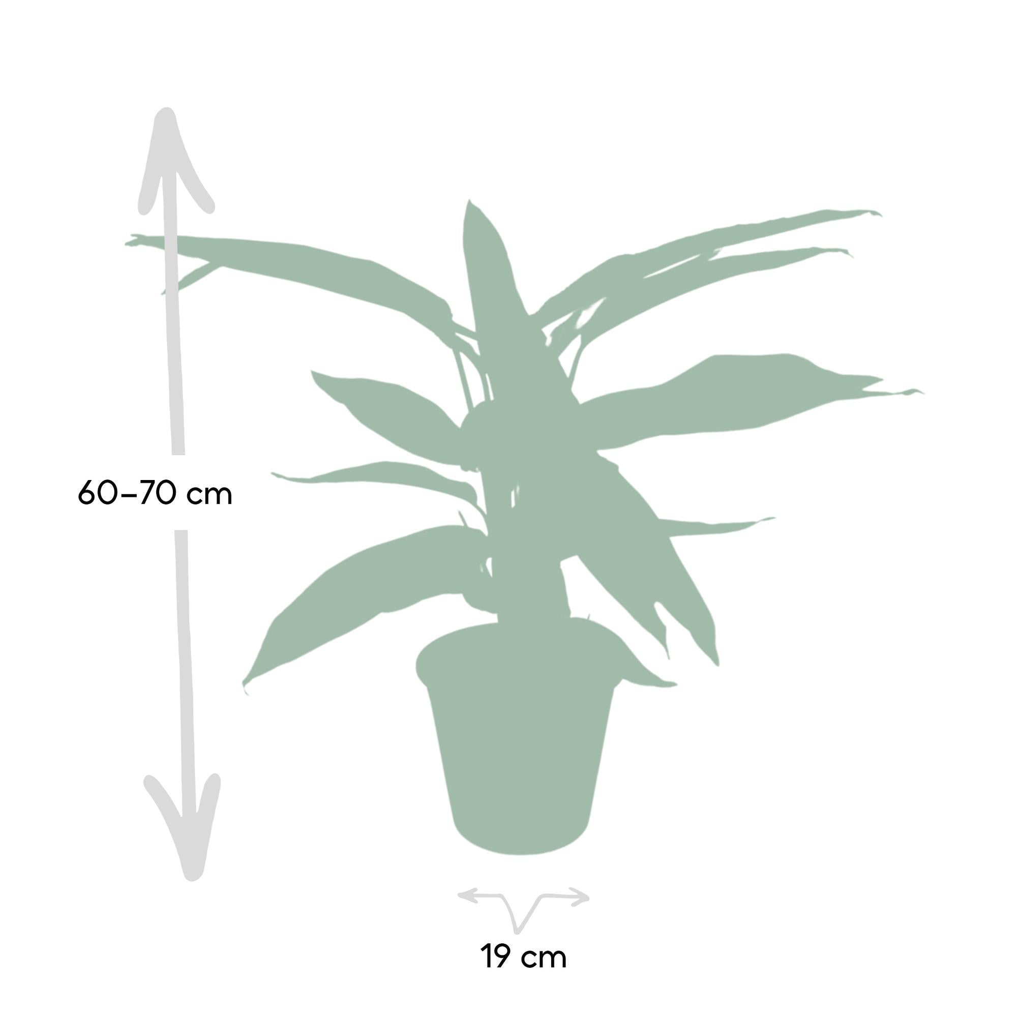 Calathea Triostar – Pfauenblume – Ø 19 cm – ↕ 70 cm