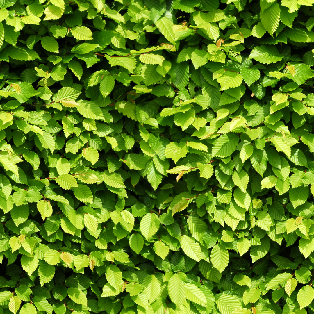 Carpinus Betulus ↕ 80-100 - Ø 19cm - 50x | Mini Pallet