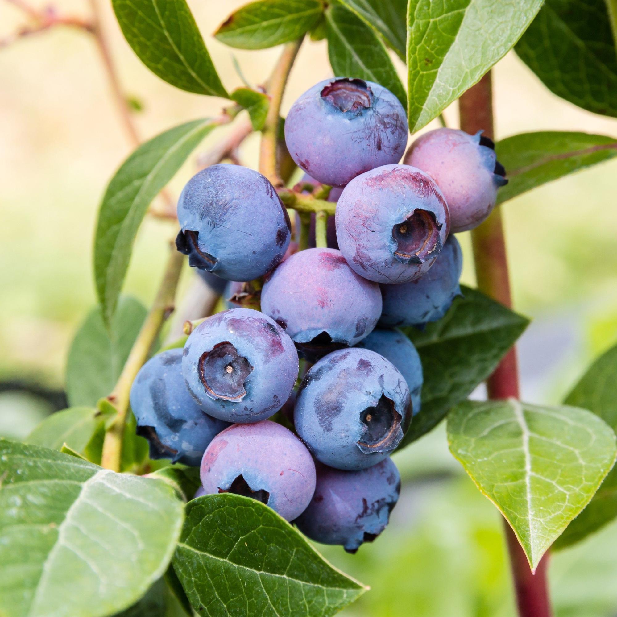 Vaccinium corymbosum Jersey - Bosbes - Winterhard - Blauwe Bes - 2 Planten - Pot 15cm - Hoogte 50cm