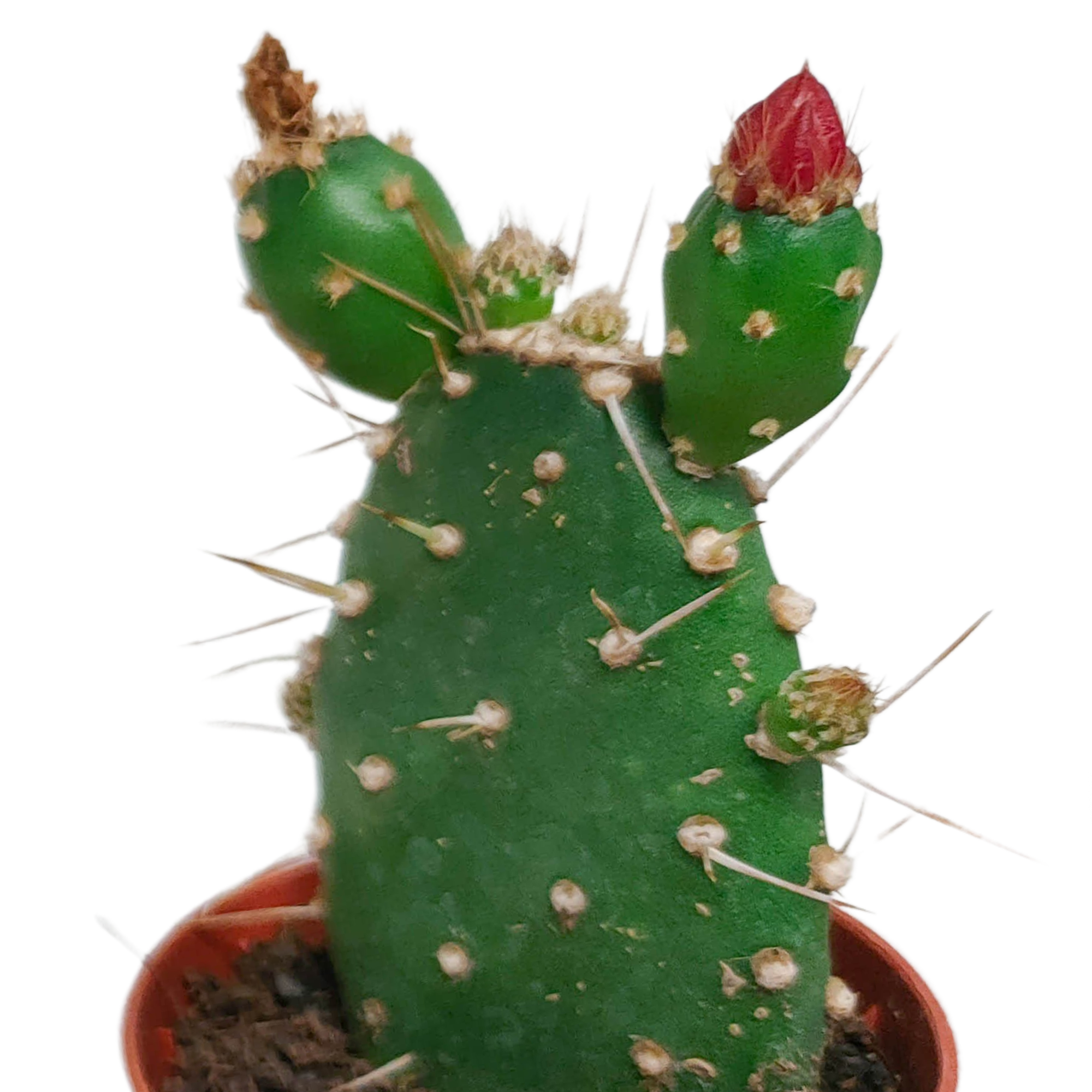 Mélange pour cactus 5,5 cm - floraison sans pot - 5x