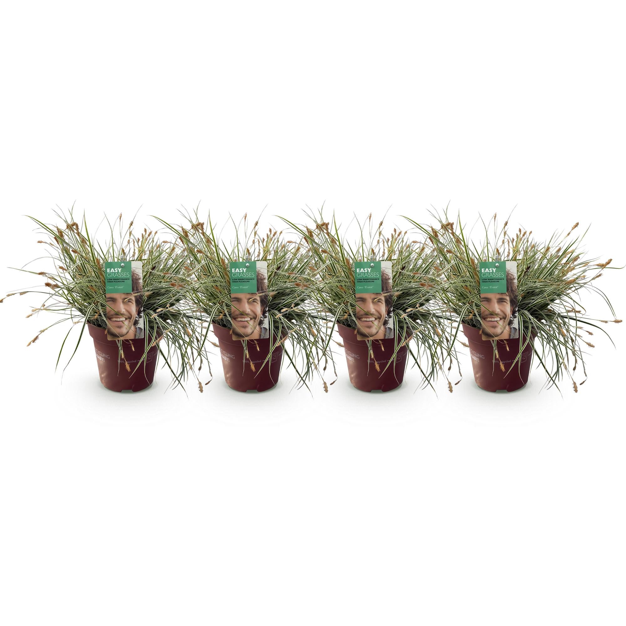 Carex oshimensis Everest - Wit en Groen - 4 Planten - Bladhoudend - Weinig Onderhoud - Pot 17cm Hoogte 50cm