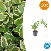 60x Vinca major 'Variegata' - ↕10-25cm - Ø9cm
