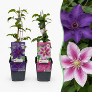 Clematis Duo Purple & Pink - Bosrank 2x - Paars - Roze - Wit - Klimplant - Ø9cm - ↕35cm