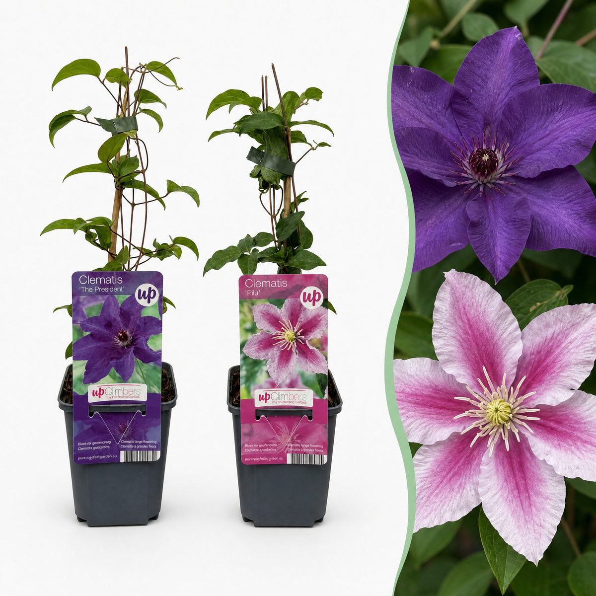 Clematis Duo Purple & Pink - Bosrank 2x - Paars - Roze - Wit - Klimplant - Ø9cm - ↕35cm
