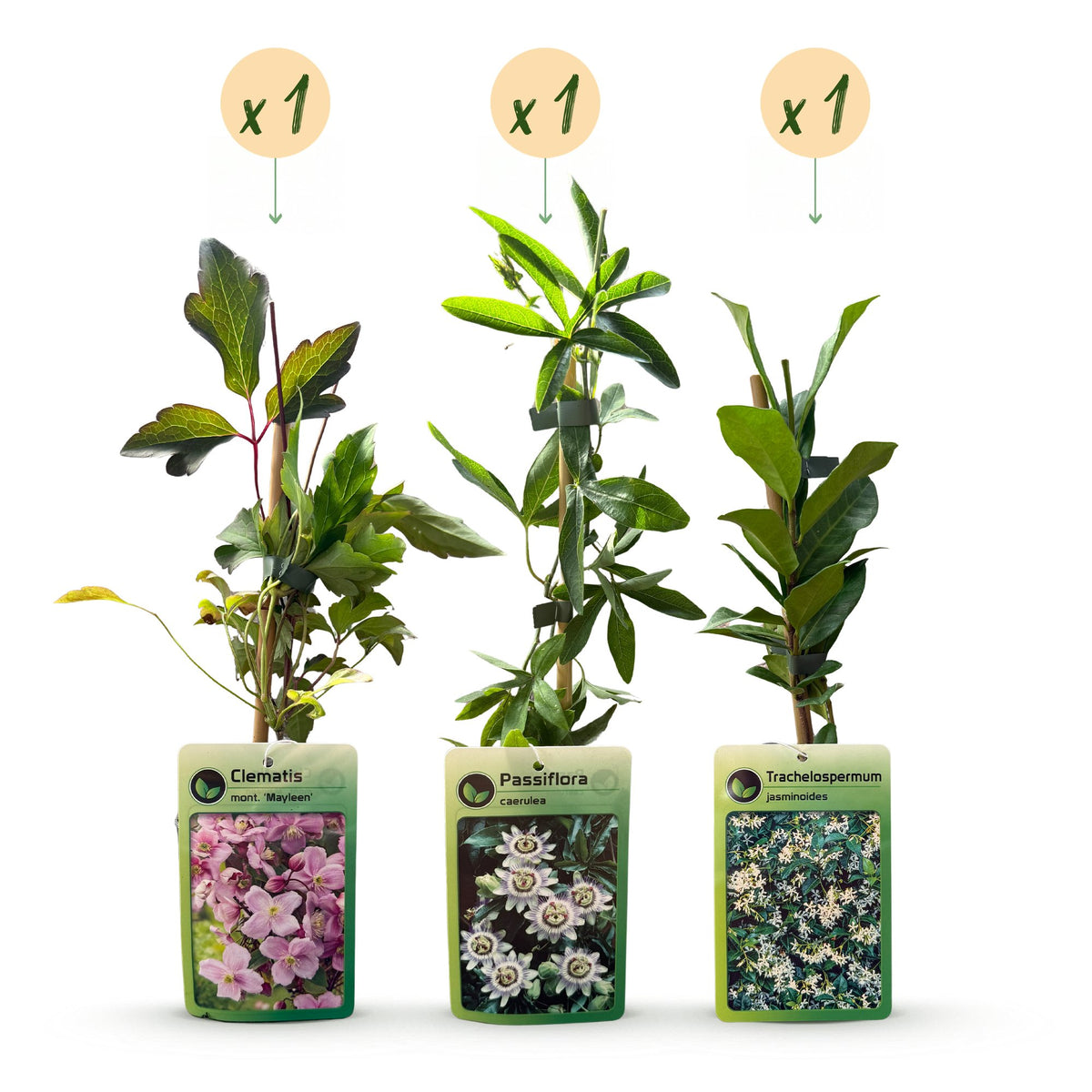 Klimplaten Tricolor Colourfull - Driekleurige klimplaat 3x - Licht Roze - Wit - Paars - Klimplant - Ø9cm - ↕35cm