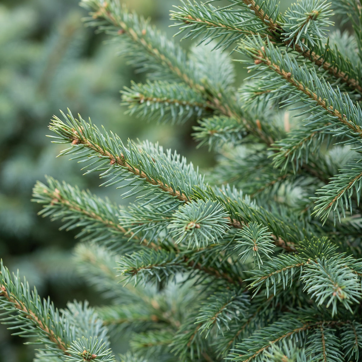 Picea omorika - 2x Servische spar - Groen - Kerstboom - Ø23cm - ↕70cm