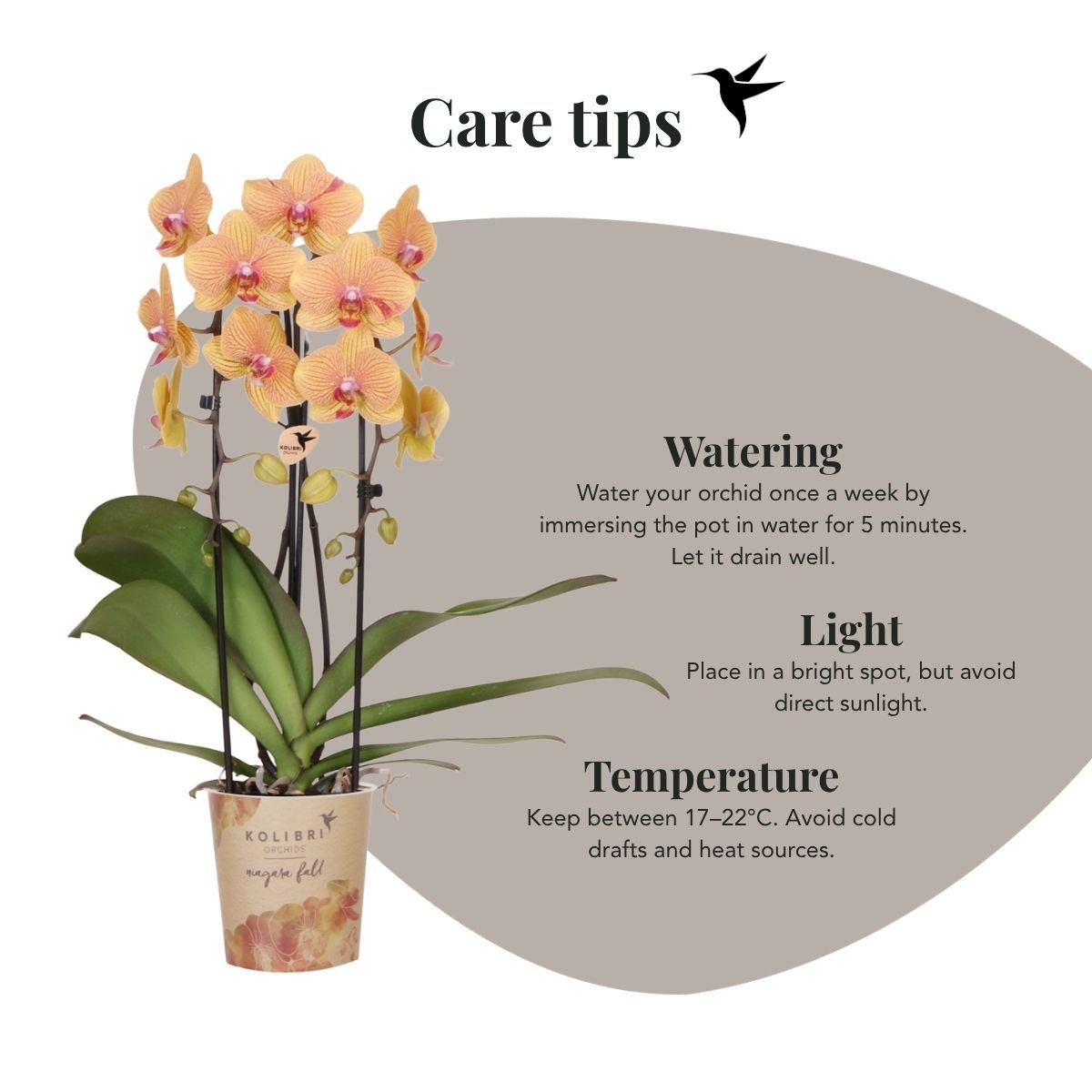 Kolibri Orchids | Combi Deal - 4 Oranje-Roze Phalaenopsis Orchideeën Niagara Fall Sunny Bunny - Ø12 cm