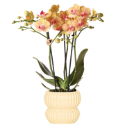 Kolibri Orchids | Oranje Jamaica orchidee + Horizon sierpot geel – potmaat Ø9cm