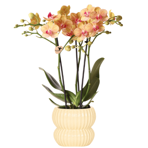 Kolibri Orchids | Oranje Jamaica orchidee + Horizon sierpot geel – potmaat Ø9cm