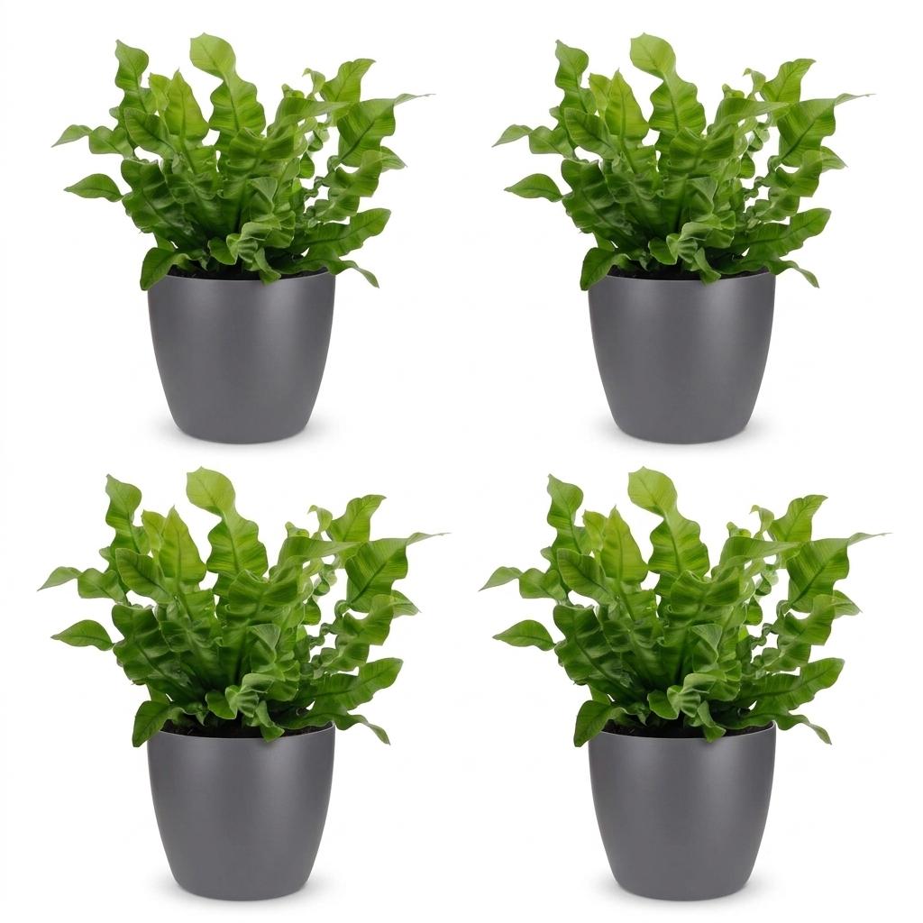 Asplenium Crispy Wave - Asplenium Crispy Wave - 4x - met Potter Grijs - Pot 12cm - Hoogte - 30cm