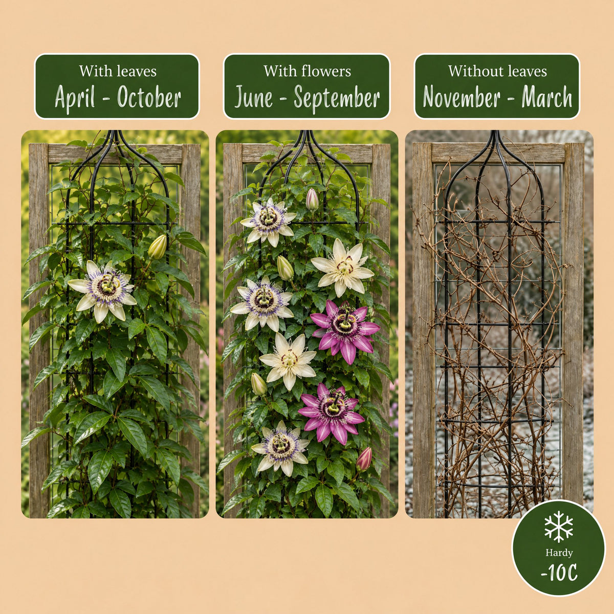 Passiflora Tricolour - Driekleurige passiebloem 12x - Wit - Paars - Roze - Klimplant - Ø9cm - ↕35cm
