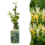 Lonicera jap. 'Halliana' - Japanse kamperfoelie 4x - Wit - Geel - Klimplant - Ø9cm - ↕35cm