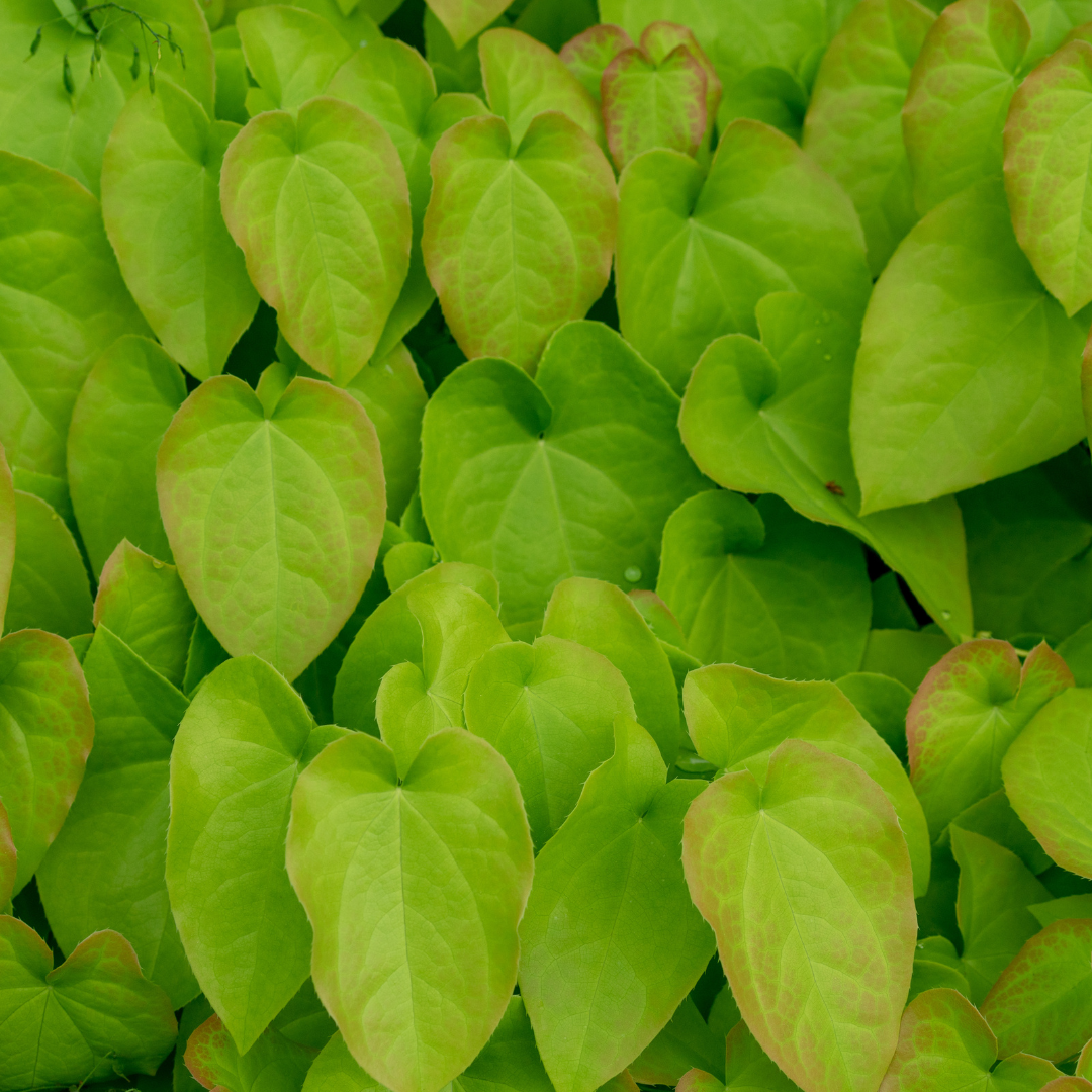 12x Epimedium rubrum - ↕10-25cm - Ø9cm