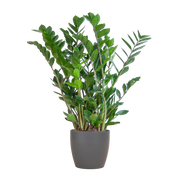 Zamioculcas Zamiifolia ZZ Plant - met Viber grijs - 80cm - Ø21