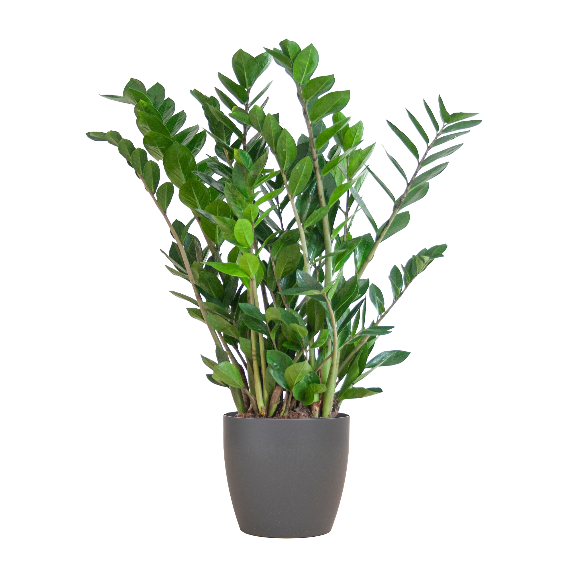 Zamioculcas Zamiifolia ZZ Plant - met Viber grijs - 80cm - Ø21