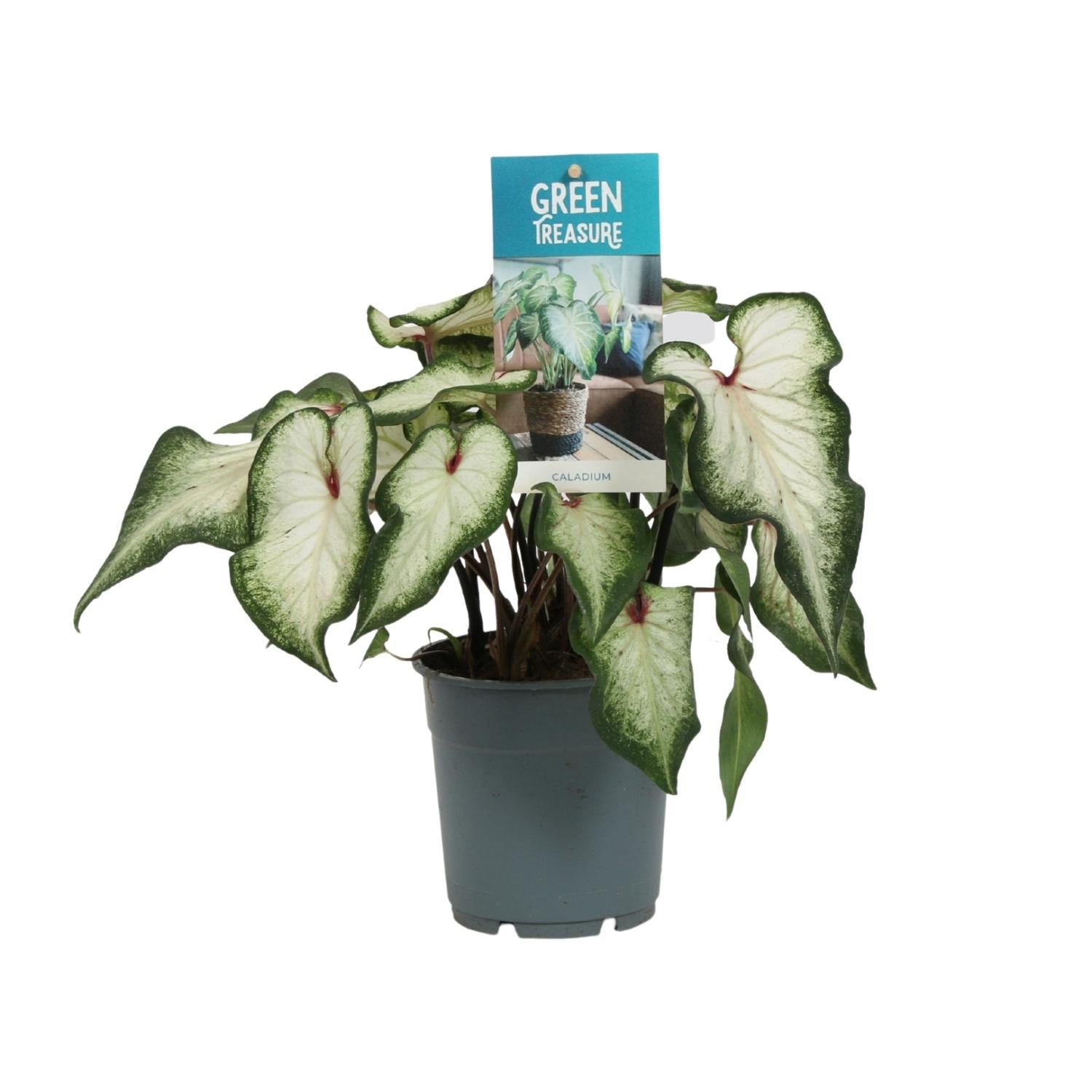 Caladium Weiß - Ø12cm - ↕25cm