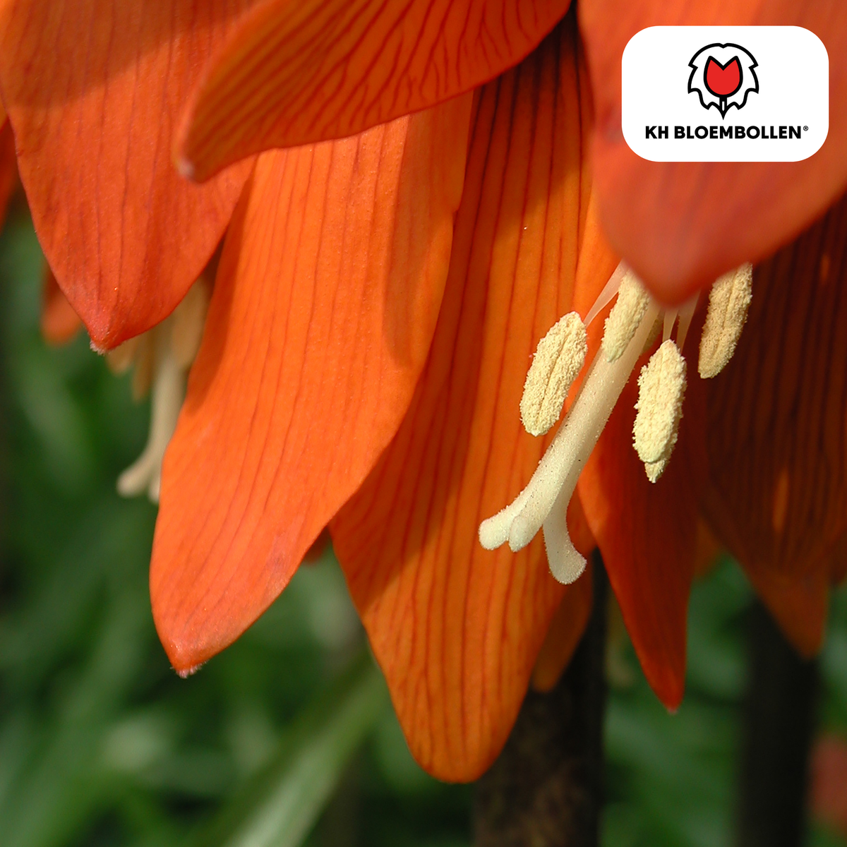 Fritillaria Imperial Crown Rubra rosso/arancione 5 pezzi