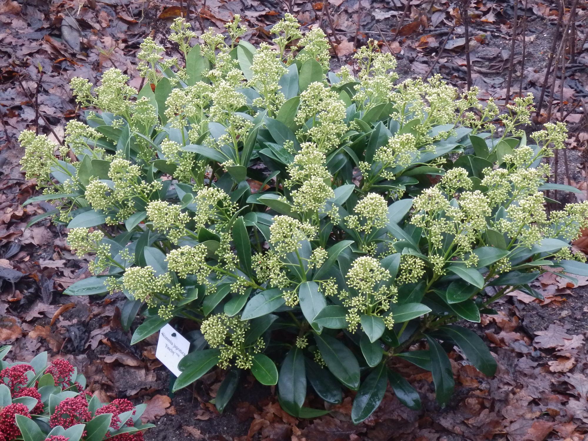 Skimmia japonica Finchy - Bloem Wit - 40+ Bloemen - 1 Plant - Winterhard - Pot 19cm Hoogte 60cm
